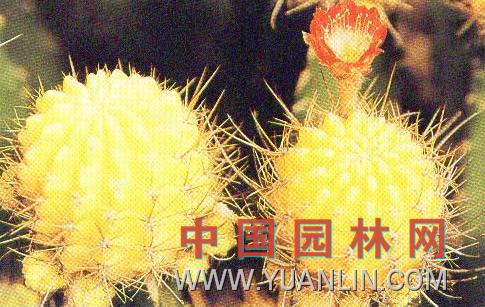黃體緋牡丹 