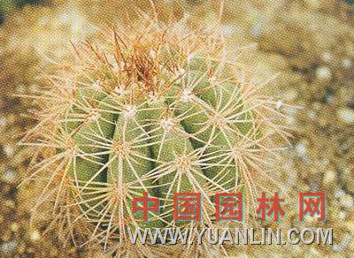 長刺赫云 