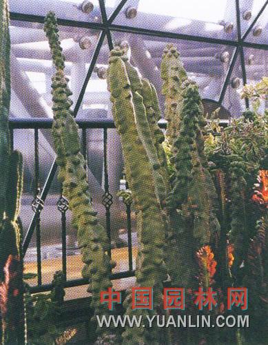 福祿壽 