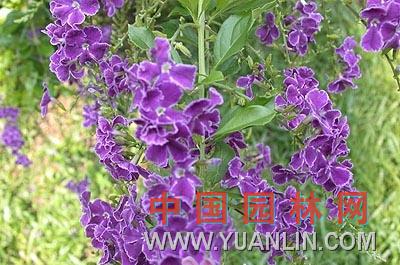 假連翹 番仔刺、籬笆樹、洋刺、花墻刺、桐青、白解