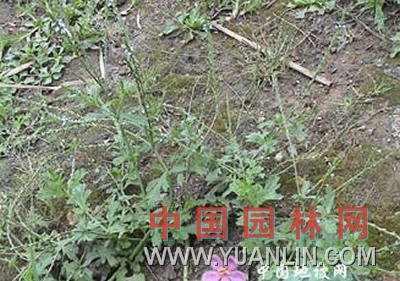 馬鞭草 紫頂龍芽草、野荊芥、龍芽草、鳳頸草、蜻蜓草、退血草、燕尾草