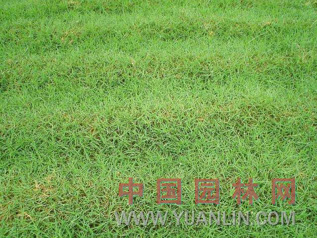 矮生百慕大 天堂草、矮天堂