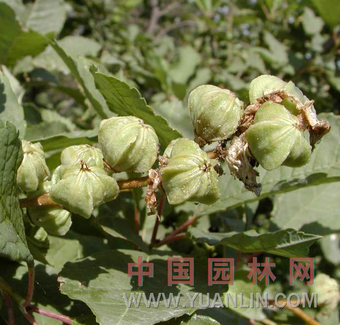 白鵑梅 金瓜果、繭子花