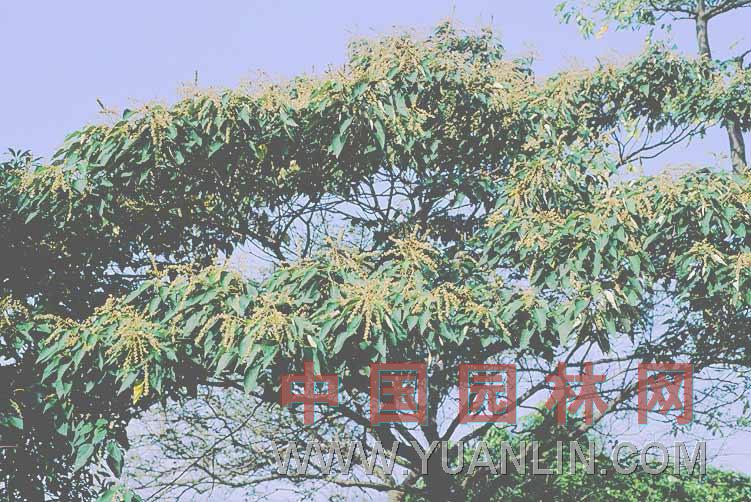 白匏仔 白面風(fēng)、白鶴葉、白面戟、白桃葉、酒藥子樹(shù)、白膜樹(shù)