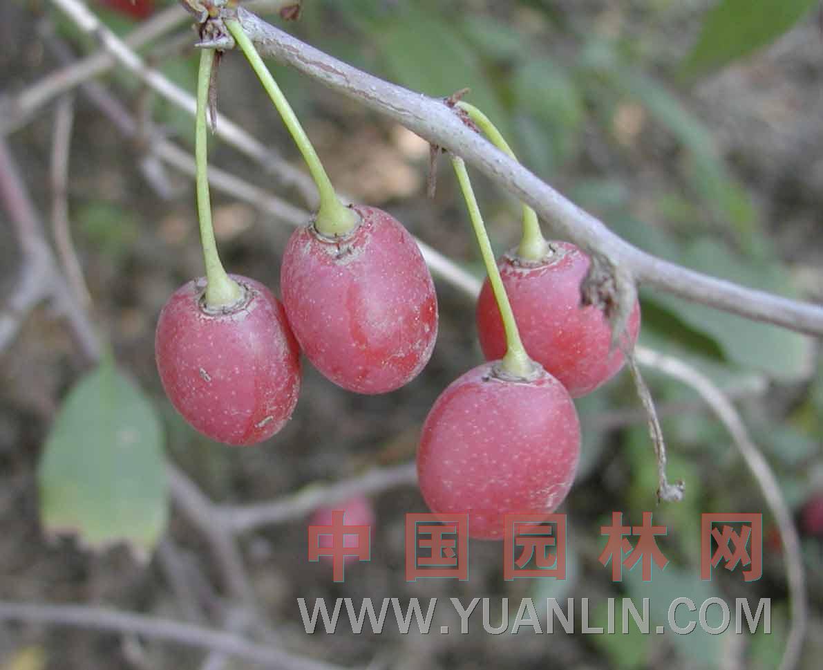 扁核木 蕤核