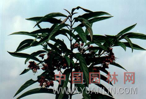 白花燈籠 燈籠草、鬼燈籠