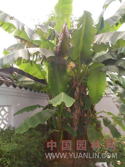 芭蕉 綠天、扇仙