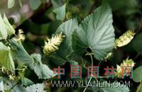 啤酒花 忽布、蛇麻花、酵母花、酒花