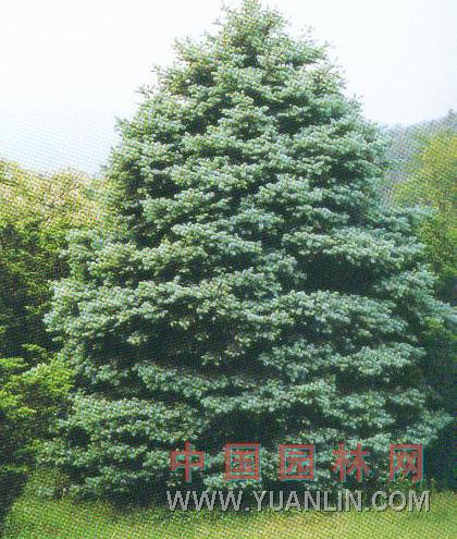 藍(lán)粉云杉 綠粉云杉