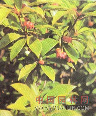 紅茴香 十四角茴香、大茴香、山木蟹、木蟹柴、大茴、紅毒茴