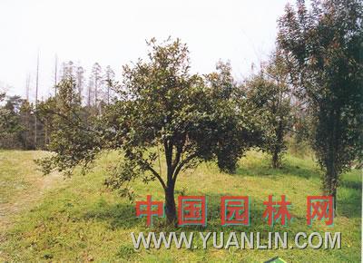 光葉石楠 扇古木  光鑿樹  紅檬子  石斑木