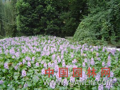 鳳眼蓮 水葫蘆、鳳眼藍(lán)、水葫蘆苗