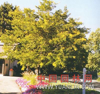金葉皂莢 陽光美國皂莢  金葉美國皂莢 金梢美國皂莢