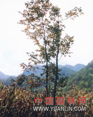 漆樹 大木漆、小木漆，山漆，植苜，瞎妮子