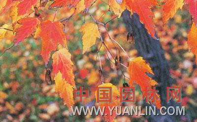 茶條槭 茶條、華北茶條槭