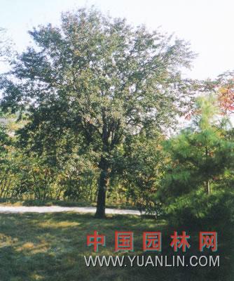細裂槭
