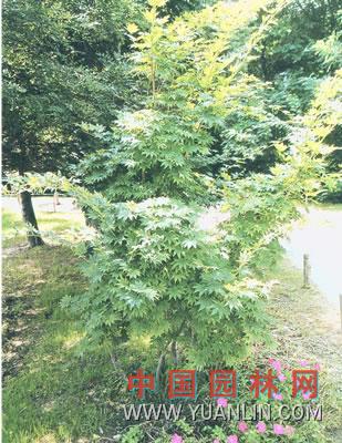 假色槭 紫花槭  九角楓