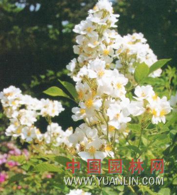 豐花月季 