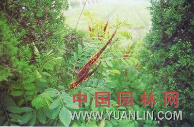 紫穗槐 棉槐