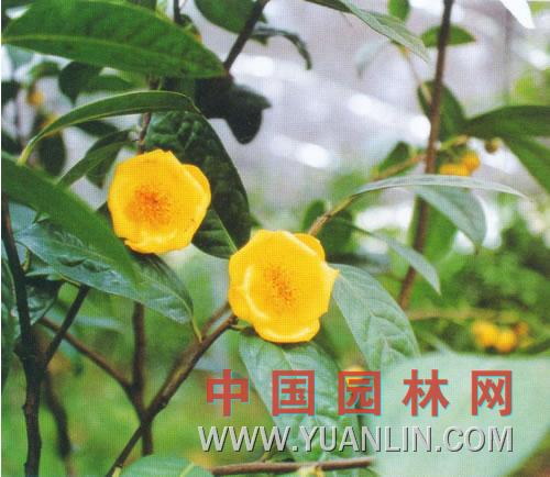 金花茶 