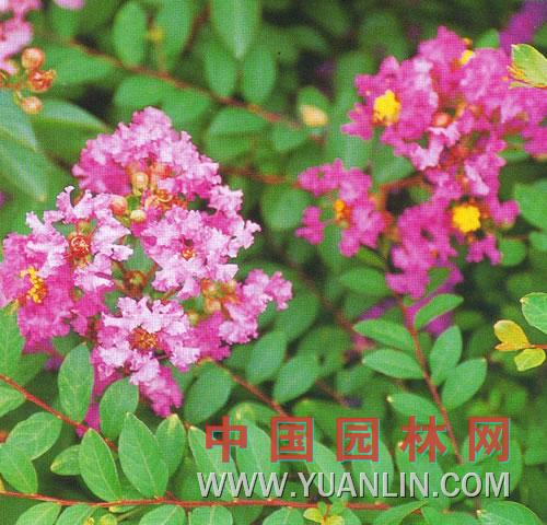 矮紫薇 百日紅、滿堂紅、小癢癢樹