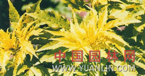 金葉裂葉接骨木 