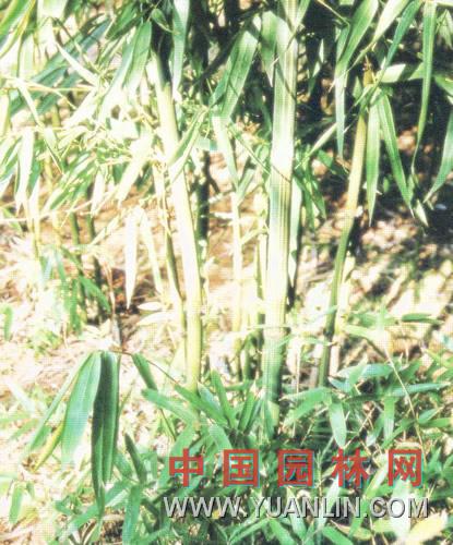 牛耳竹