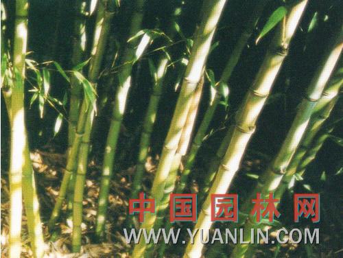 小佛肚竹 