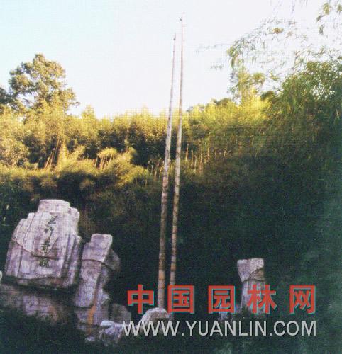 巨竹 光筍竹http