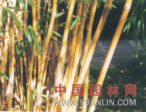 黃槽竹 金鑲玉http