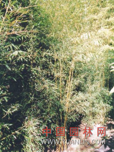 黃稈金竹 
