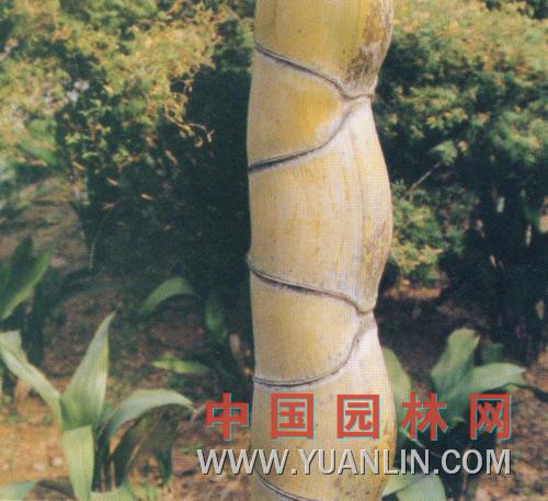 龜甲竹 佛面竹 龜文竹 羅漢竹 龍鱗竹</t