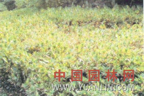 翠竹 