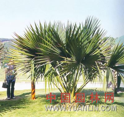 小箬棕 