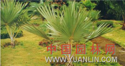 藍棕櫚 藍脈葵