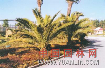 加那利海棗 加那利刺葵 長(zhǎng)葉刺葵 加島棗椰