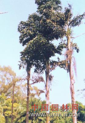單穗魚(yú)尾葵 