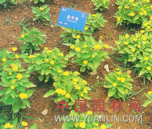黃帝菊 美蘭菊、皇帝菊