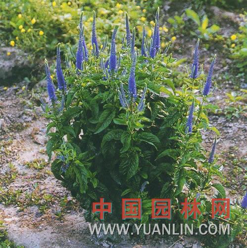 穗花婆婆納