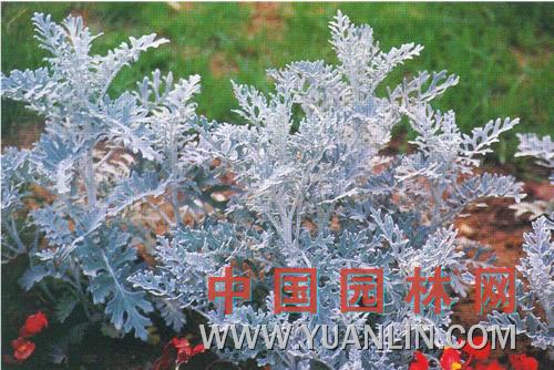 細(xì)裂銀葉菊 白妙菊 雪葉菊 銀白葉菊 白布菊<