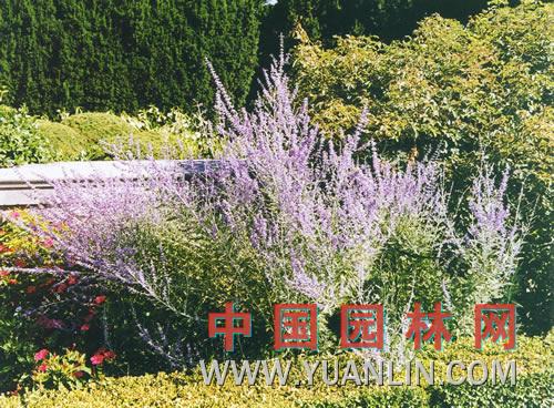 分藥花 