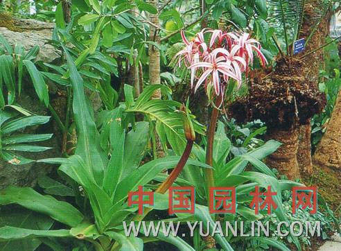 紅花文殊蘭 