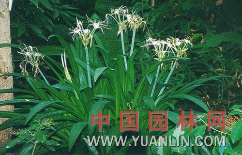 美麗水鬼蕉