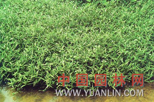 竹節(jié)草 野麥、石柱花、十樣景花、粘人草、草籽花、紫穗茅香