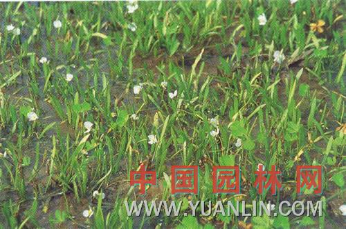 矮慈姑 鳳梨草　瓜皮草　線(xiàn)葉慈姑</titl