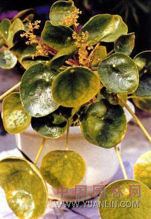 鏡面草 金錢草、翠屏草