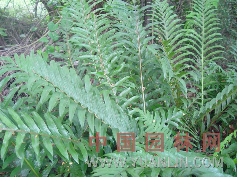 骨碎補(bǔ)  毛姜、猴姜、石巖姜、申姜、海州骨碎補(bǔ)