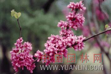 紫荊 滿條紅、蘇芳花