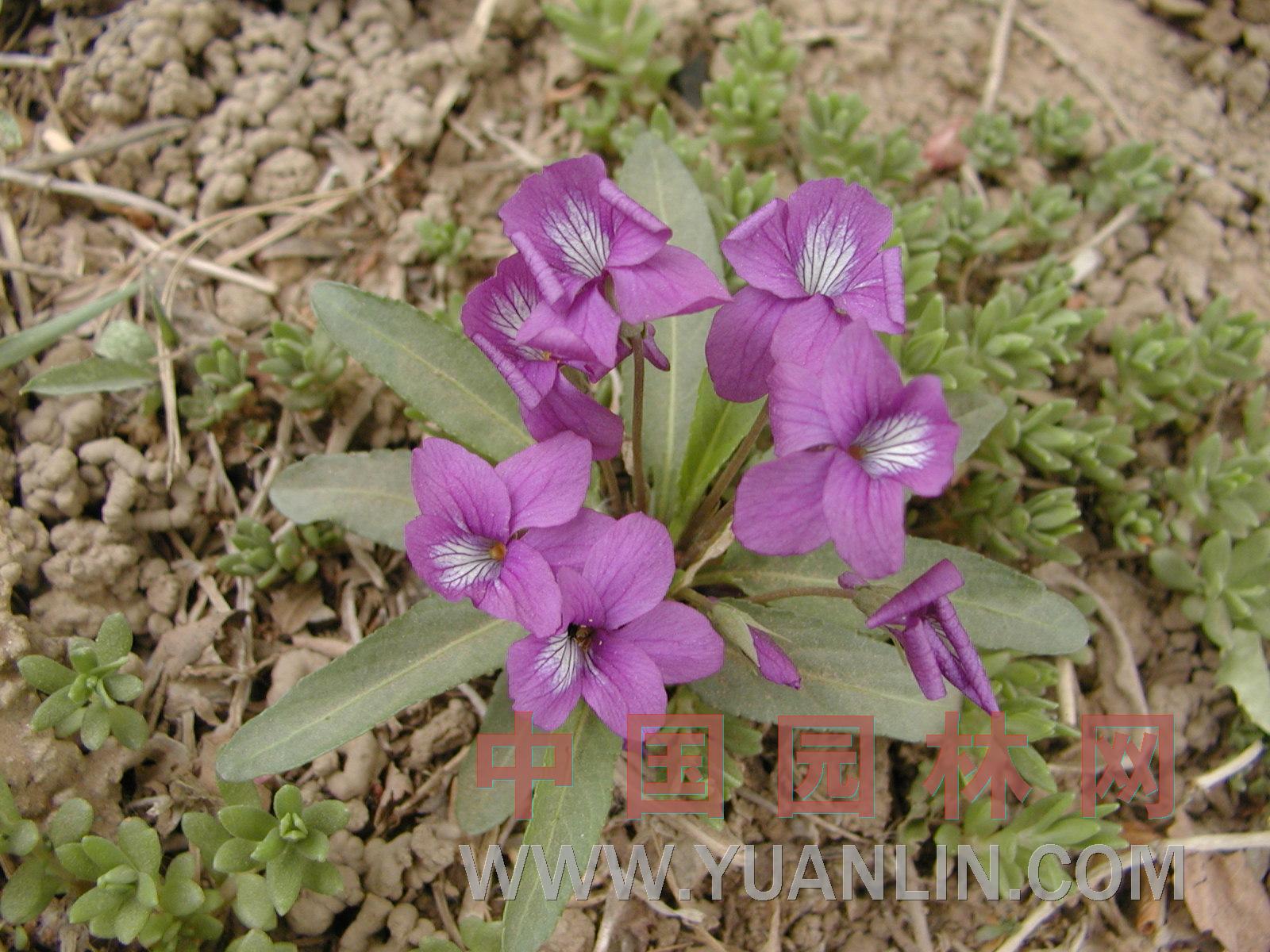 紫花地丁 二月蘭、山茄子