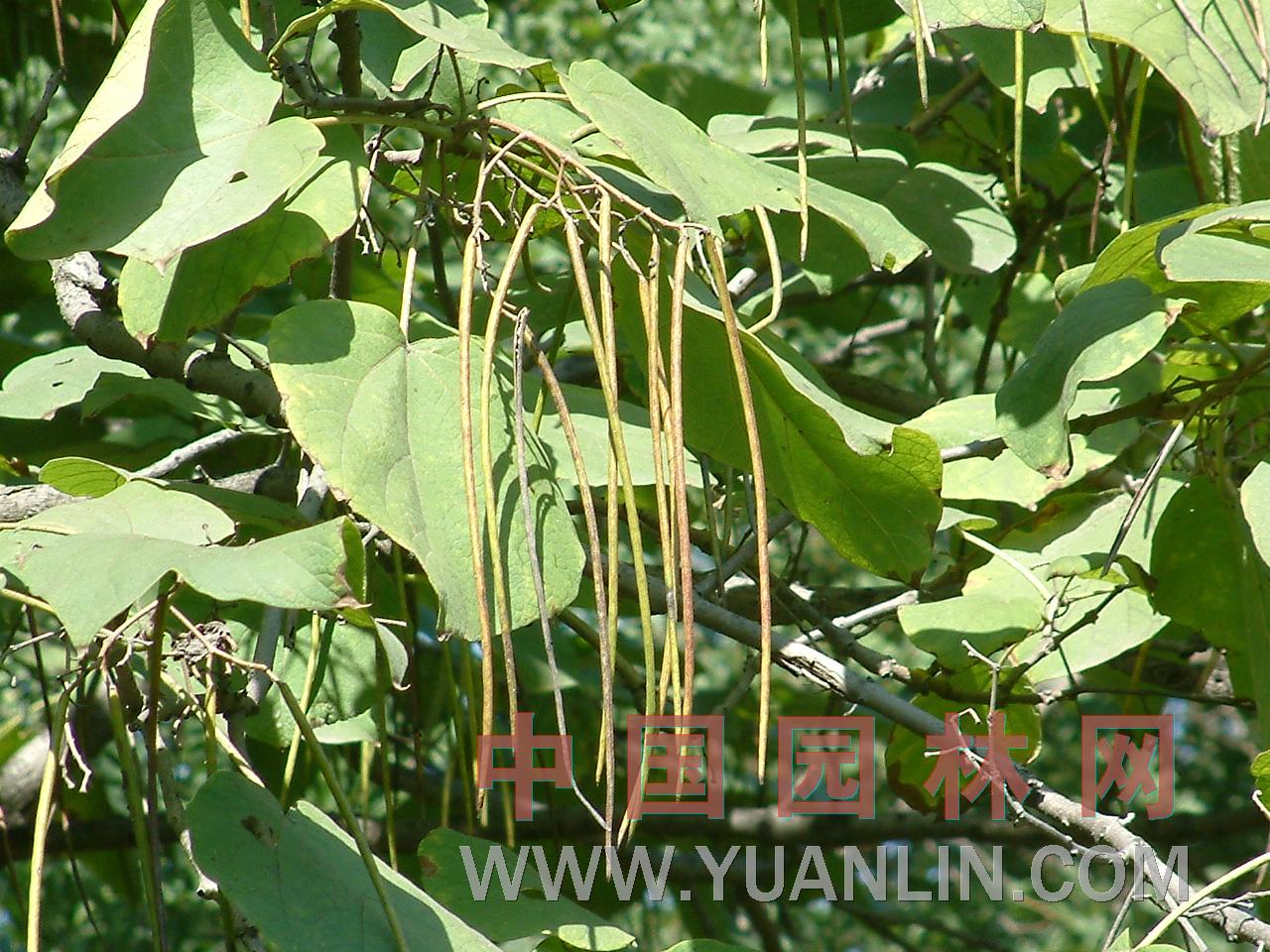 梓樹(shù) 黃花楸、木角豆、木葉梧桐